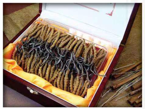 大峪镇冬虫夏草回收